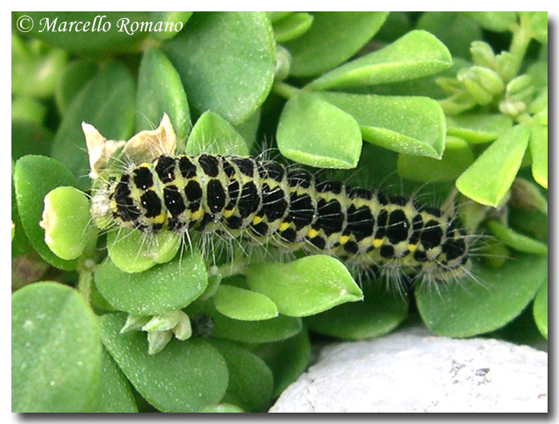 Mai visti cos tanti bruchi di Zygaena filipendulae!